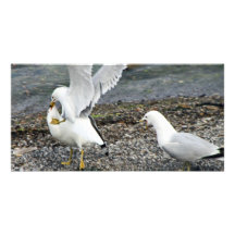 Mouettes de combat photocarte personnalisée