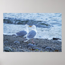 Mouettes embrassant sur la photo de plage affiches