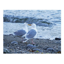 Mouettes embrassant sur la photo de plage cartes postales
