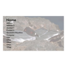 Mouettes Hirondelle-Coupées la queue sur des roche Carte De Visite