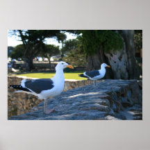 Mouettes, Monterey Affiche
