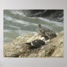 Mouettes occidentales posters
