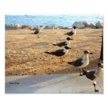 Mouettes riantes au lever de soleil photos sur toile