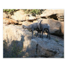 Mouflons d'Amérique 8x10 de bébé de jeu d'ombre Photos Sur Toile