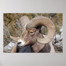 Mouflons d'Amérique Affiches