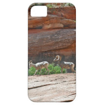 Mouflons d'Amérique sur des falaises Coques iPhone 5 Case-Mate