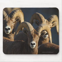 Mouflons d'Amérique Tapis De Souris