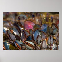 Moules sous l'océan posters