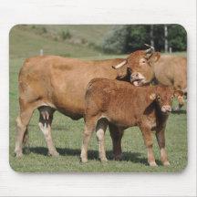 mousepad de vache et de veau du Limousin Tapis De Souris