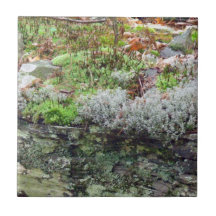 Mousse et tuile de lichens carreau en céramique