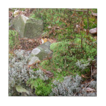 Mousse et tuile de lichens carreaux en céramique