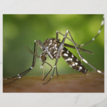 Moustique de tigre prospectus personnalisés