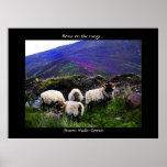 Moutons à la maison sur la copie d'affiche de gamm