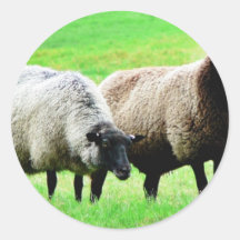 Moutons à tête noire adhésif rond