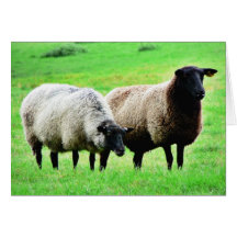 Moutons à tête noire carte de vœux