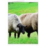 Moutons à tête noire cartes de vœux