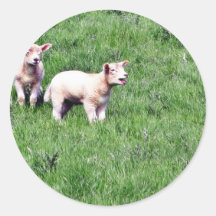 Moutons d'agneaux autocollant rond