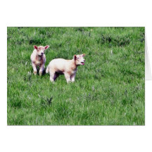 Moutons d'agneaux cartes de vœux