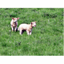 Moutons d'agneaux photo sculpture
