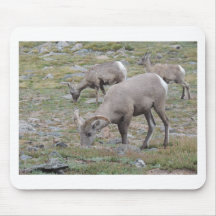 Moutons de Big Horn de montagne rocheuse Tapis De Souris