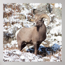 Moutons de Big Horn en parc national de montagne r Posters