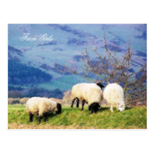 MOUTONS DE GALLOIS CARTE POSTALE