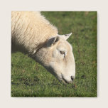 Moutons de Gallois magnets