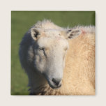 Moutons de Gallois magnets