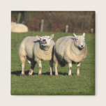 Moutons de Gallois magnets