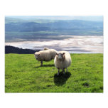 MOUTONS DE MONTAGNE DE GALLOIS PHOTOGRAPHE