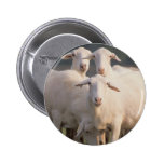 Moutons de St Croix Badge Avec Épingle