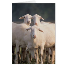 Moutons de St Croix Cartes De Vœux