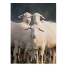 Moutons de St Croix Cartes Postales