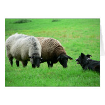 Moutons et chien de moutons carte de vœux