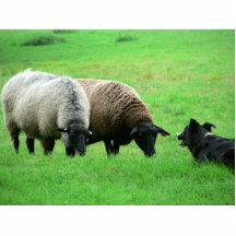 Moutons et chien de moutons photo en relief