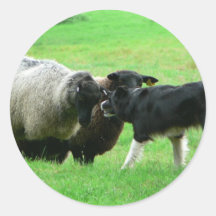 Moutons et chien de moutons sur le champ autocollants ronds