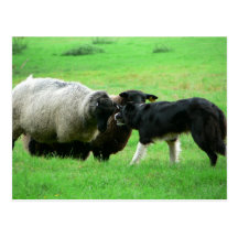 Moutons et chien de moutons sur le champ carte postale