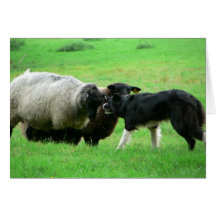 Moutons et chien de moutons sur le champ cartes