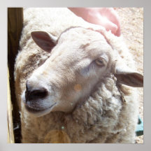 Moutons la photographie chrétienne d'art de bon be affiches