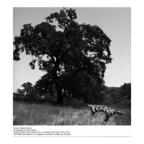 Moutons, station de Hopland, par Ansel Adams posters