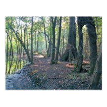 Mue de rivière de Suwannee Cartes Postales