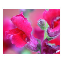 Mufliers roses vibrants impressions photo
