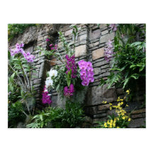 Mur des orchidées cartes postales