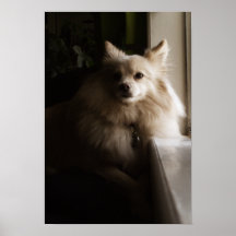Murray - Pomeranian Poster