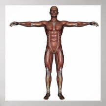 Muscle d'affiche de l'homme