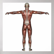 Muscle d'affiche de l'homme