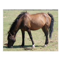 Mustang de Navajo Carte Postale