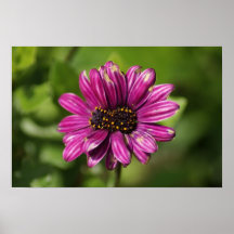 Mutant Osteospermum/Dimorphotheca Affiches