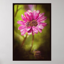 Mutant Osteospermum/Dimorphotheca v.2 Posters