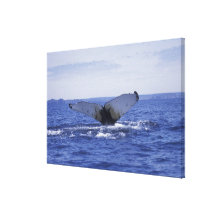 Na, Canada, Terre-Neuve, baie de trinité. Bosse Toiles Tendues